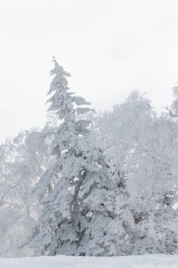 Donmuş orman manzarasının kenarındaki tek bir karla kaplı ebediyen yeşil ağaç, Hokkaido.