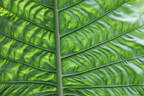 緑の象の耳のパターンを閉じます 天然の汚れた緑の植物の葉の背景色光の後ろに 選択的焦点 — ストック写真
