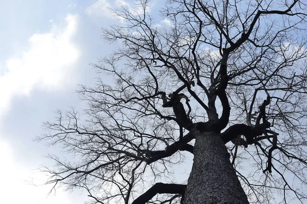 Martwa Sylwetka Drzewa Duży Drzewny Szczegół Liściasty Gałąź Popołudnie Biały — Zdjęcie stockowe