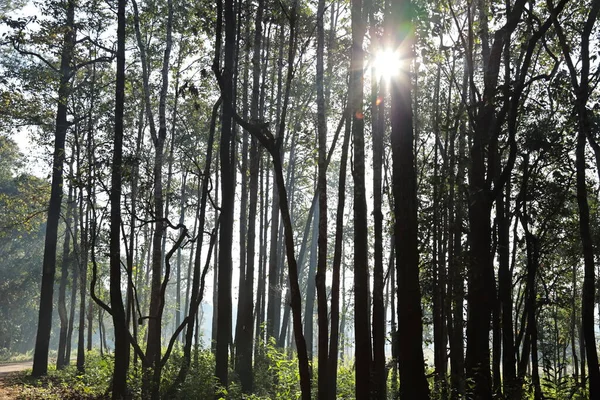 Sabahın sisli güneşinde ağaçlar. Birkaç orman ağacı siluetinin güzel bir güneş ışığı arkaplanındaki fotokopi alanı ile birlikte görüntüsü. Seçici odak