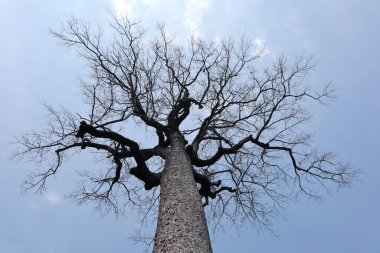 Yalnız, ölü yaşlı ağaç. Sakin ve yalnız yapraksız dalları olan büyük ağaç mavi bir arka planda öğleden sonra beyaz bulutlarla seçilmiş odak noktasında..