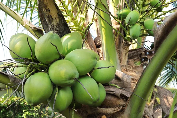 Coco Fresco Árvore Close Clusters Coco Verde Clusters Cocos Perfumados — Fotografia de Stock