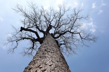 Yalnız, ölü yaşlı ağaç. Sakin ve yalnız yapraksız dalları olan büyük ağaç mavi bir arka planda öğleden sonra beyaz bulutlarla seçilmiş odak noktasında..
