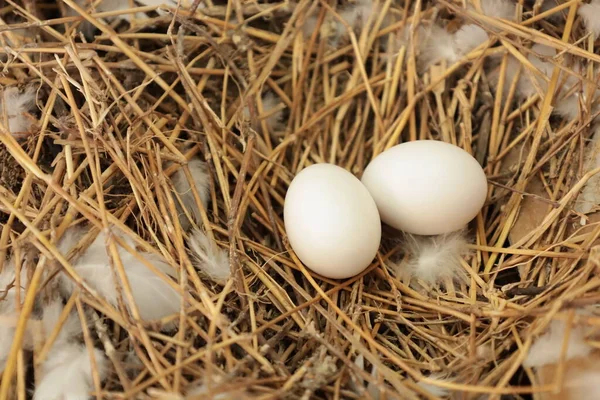 Two pigeon eggs in the nest. Closeup of healthy pigeon eggs in a hay nest in a warehouse in side view with selected focus.