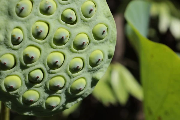 stock image Green lotus seeds. Closeup of lotus seed pod on green blurred plant leaf background outdoor with sunny afternoon with selective focus.