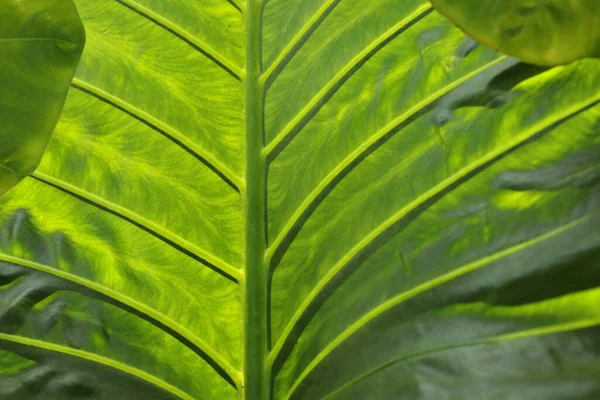 Szekrény Zöld Elefánt Fül Levél Minta Természetes Piszkos Zöld Növény — Stock Fotó