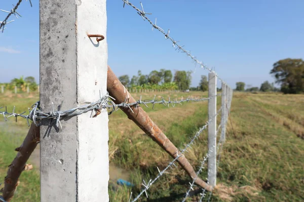 Concrete pillars with barbed wire fence. Closeup of barbed wire tied on newly erected concrete post for deterrent or showing agricultural farm field with copy space in selective focus.