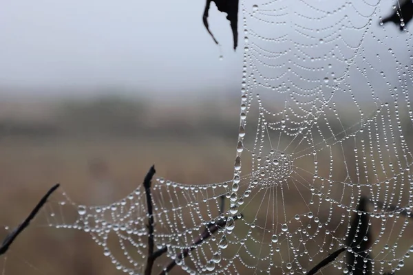 Water droplets on the spider web. Spider web structure with pearly dew drops beautifully glistening between tree branches on a foggy morning with copy space and selective focus.