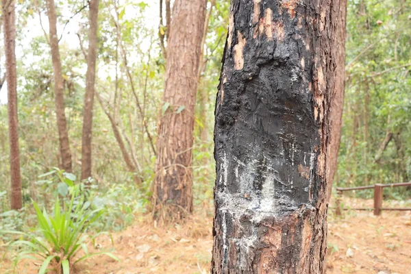 Dried resin on burns of pine trees. Dry white gum shed on damaged tree close up with copy space and selective focus.