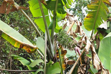 Ağaçta bir avuç yabani muz. Tayland yağmur ormanlarındaki bir ağaçta tomurcuklanmış tomurcukları olan genç ve yeşil muz sürüsü beyaz gökyüzü arka planında fotokopi alanı ile birlikte. seçici odak