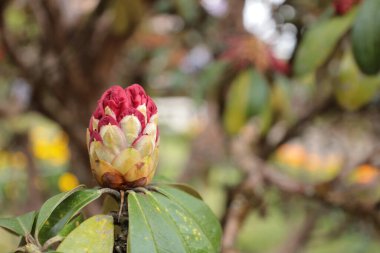 Rhododendron arboreum subsp. Flower bud of Rhododendron arboreum, Ericaceae. Beautiful red flower on high mountains of northern Thailand on natural green background with copy space and selective focus.