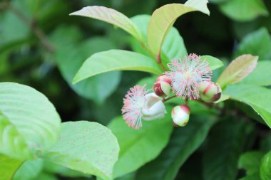 Tetracera loureiri, Dillenia, Arı çiçeği (Tetracera loureiri Pierre) yeşil yapraklı arka planda bulunan pembe kokulu Asya tıbbi bitkilerinden oluşan buket. seçici odak