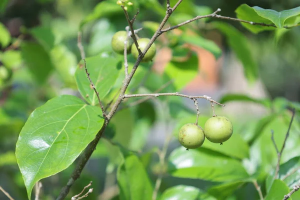 Fruta Ciruela Del Gobernador Árbol Ramo Fruta Verde Inmadura Flacourtia —  Fotos de Stock