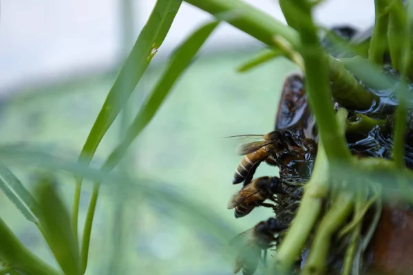 Медові Бджоли Ють Воду Одягніть Медоносних Бджіл Які Влітку Таїланді — стокове фото