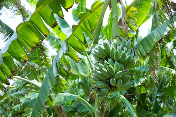 Fruta Banana Verde Árvore Closeup Fresco Verde Cru Banana Verde — Fotografia de Stock
