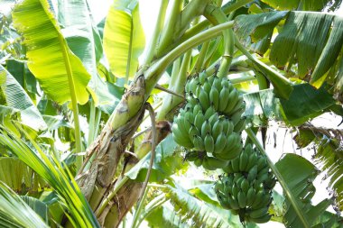 Ağaçta yeşil muz meyvesi. Çevredeki bahçedeki yeşil bitki yaprağına asılmış bir grup yeşil çiğ muz. Seçici odaklı parlak güneş ışığı..