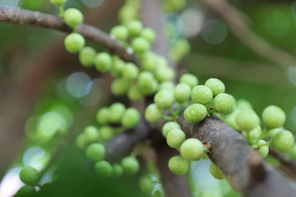 Frutto Fico Verde Sull Albero Mazzo Fichi Bianchi Ficus Virens — Foto Stock