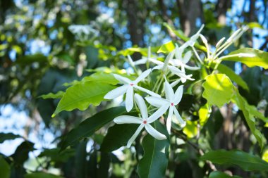 Beyaz Kopya çiçekleri ağaçta çiçek açıyor. Penang Sloe (Kopsia Arborea Blume) bitki örtüsü açık yeşil bokeh arka planda ve seçici odaklı fotokopi alanı.