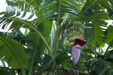 Ağaçta kırmızı çiçekli genç muz meyvesi. Ağaçta bir sürü çiğ muz, bahçede yeşil yapraklar, beyaz gökyüzü arka planında seçici odaklı fotokopi alanı..