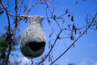Ağaçta Weaver 'ın kuş yuvası. Erkek bir Weaver Bird 'ün yuvasına yakın. Tayland kırsalının doğasında yeşil bir dala asılı. Mavi gökyüzü arka planında fotokopi alanı var. seçici odak