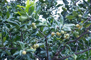 Calophyllum inophyllum meyveleri. Bir ağacın üzerindeki İskenderiye defne ağacının (Tamanu, mastwood, sahil kalafilyumu) yeşil ve çiğ meyveleri. Doğal arka plan. Seçici odak