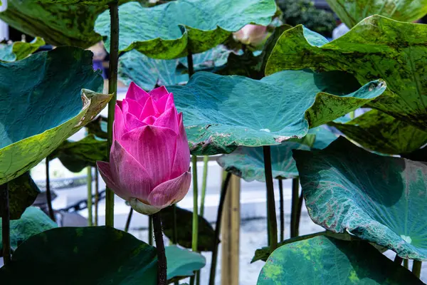 Pink lotus in the pond. A lonely pink lotus flower begins to bloom in a pond on a background of green lotus leaves with copy space. Selective focus