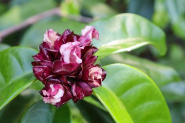 Güzel Oleander çiçek tomurcukları. Sürünen süs çiçeğini (Strophanthus gratus) seçici odaklı, bulanık yeşil yaprak arka planında pembe bir buketle kapat.