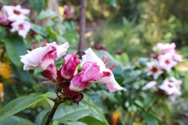 Güzel Oleander. Bulanık yeşil yaprak arka planında seçici odaklı pembe sarmaşık çiçeğini (Strophanthus gratus) kapat.