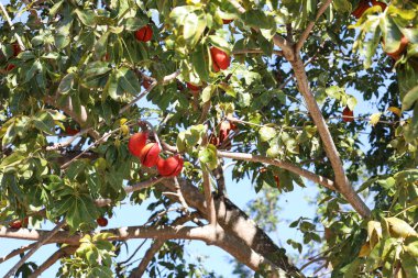Vahşi badem tohumu. Fotokopi alanı ve seçici odak noktası olan yeşil bitkinin üzerine Sterculia foetida (Sterculia foetida) bir demet kırmızı meyve..
