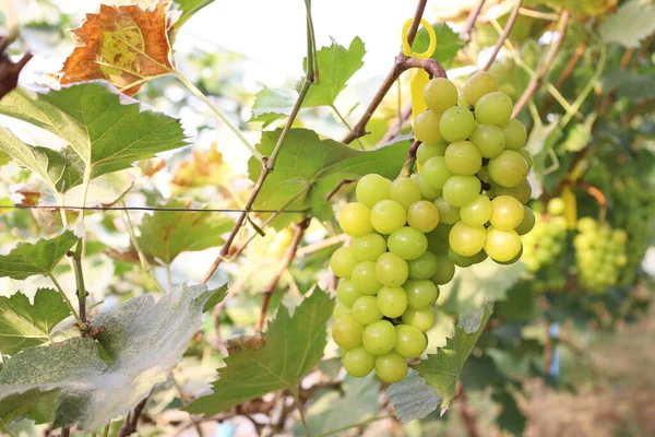 Fresh green grapes on the tree. Bunch of Shine Muscat Grape with green leaves on branch in outdoor organic garden with sunlight on blurred green leaf background with selective focus.