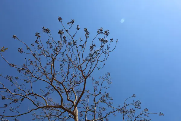 Silhouette of a tree. Low angle view of bare branches with wild fruits on trees against blue sky in background with copy space. Selective focus