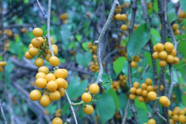 Tinospora crispa .parlak sarı olgun meyve kuru dallar üzerinde bir asma üzerinde (L.) Miers ex Hook. & Thomson). Eş anlamlılar: Tinospora tuberculata Miers, Tinospora rumphii Boerl.