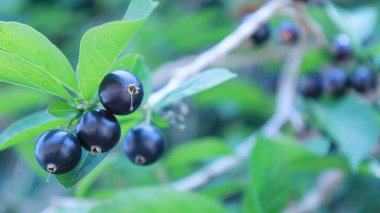 Alangium salviifolium meyvesi. Bulanık yeşil yaprak arka planında seçici bir odak noktası olan Tayland bitkisinin dalında bir sürü olgun siyah meyve..