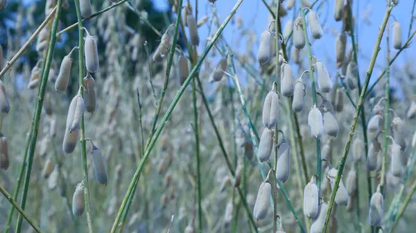 stock image Sunn hemp pods on a plant. Many light brown pods (Crotalaria juncea) commonly grown as green manure in dry season rice fields on the background of dried plants and pods blurred with selective focus.