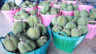 Durian fruit in a basket. Close-up of large quantities of fresh, quality-selected durians being piled in baskets on the cement floor in front of the orchard for delivery to the market. Selective focus.