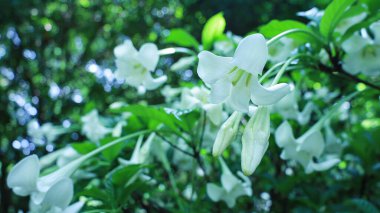 Bitkinin üzerinde beyaz trompet şeklinde çiçekler açar. Güzel, uzun yapraklı, beyaz çiçekli bahçe bitkisi Euclinia longiflora Salisb. (Ağaç Gardenyası) bulanık yeşil yaprak arka planda seçici odaklı.