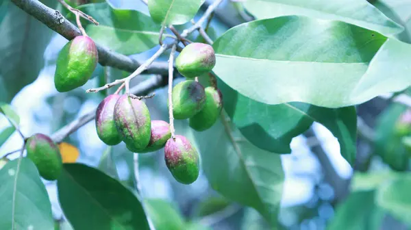 Myrolan Wood meyvesi. Bitki Kralı Chebulic Myrobalan 'ın (Terminalia chebula Retz) ağacında yeşil çiğ meyve demeti. Yeşil yaprak arka planında kopyalama alanı var. Seçici odak