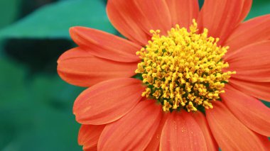 Kasımpatı kapanışı. Makro mavi Meksika ayçiçeği Tithonia rotundifolia, sarı merkezli baklagiller ve fotokopi alanı olan stamenler. Seçici odak