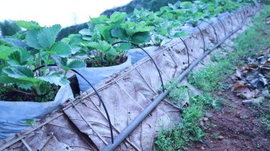 Çilek tarlasında sulama sistemi. Bahçede fotokopi alanı olan çilek bitkileri yetiştirmek için setin yanına kurulmuş küçük siyah damlama borularını kapatın. Seçici odak
