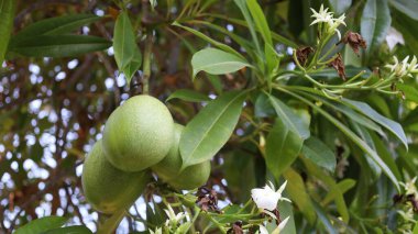 Fresh green fruit of sea mango. Green fruit of Cerbera manghas is a coastal tree used in gardening in low angle view on green leaves background with copy space and selective focus clipart