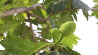 Yeşil, taze ekmek meyvesi. Bahçedeki ağaçta yeşil yaprakların üzerinde kepek meyveleri (Artocarpus altilis) ve kopya alanı ve seçici odaklı beyaz gökyüzü.