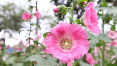 Pink Hollyhocks in Bloom. Closeup of Common Hollyhock (Alcea rosea) Flowers in Full Bloom at Chiang Mai, Thailand Flower Show on Green Trees Background with Selective Focus clipart