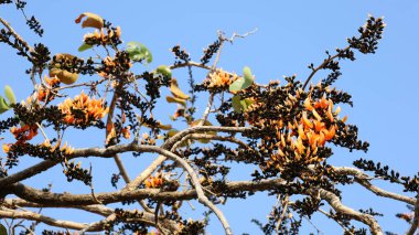 Ormanın alevi. Palasha 'nın kırmızı turuncu çiçekleri Piç Tik, Bengal Kino, (Butea monosperma) mavi gökyüzü arka planındaki ağaçta güzel bir şekilde çiçek açıyor.