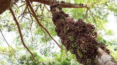Mucuna makrokarpa duvar çiçeği. Tayland 'da, Khao Yai Ulusal Parkı' ndaki büyük bir ağacın üzerinde asılı duran sarmaşıklar üzerine Mucuna Makrokarpa Duvarı 'nın yoğun cilvesi düşük açılı seçici odaklı yeşil arka planda..
