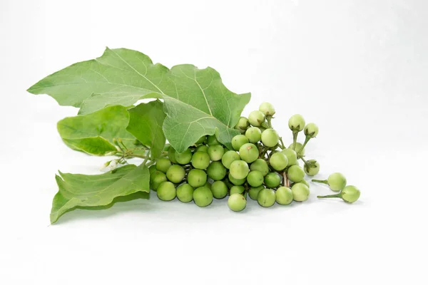 Melanzane Verdi Minuscole Fondo Bianco Solanum Paniculatum Con Foglie — Foto Stock