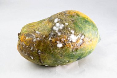 Küflü mantarlı çürük papaya. çürümüş meyvelerin mantarları ve beyaz arka planda patojenleri vardır..