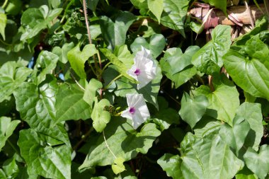 Dünyalı Adam, Wild PotatoVine, Ipomoea pandurata, asma yapraklı, uzun ömürlü bir asma türü. Kalp şeklinde yaprakları ve pembe ile mor merkezleri olan beyaz çiçekleri var..