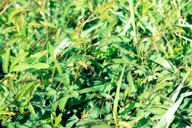 Lojaboti ya da Dokunma Bana ya da Mimosa pudica, baklagiller (Fabaceae) familyasından yıllık bir çiçek bitkisidir. Hassas Bitki, Utanç Bitkisi, Yaşa ve Öl ve Rumput Simalu.