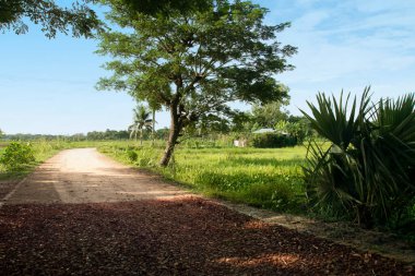 Chittagong 'un kırsal kesiminde dar bir tuğla yol. Bangladeş köyünün sabah manzarası.