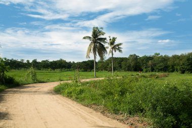 Chittagong 'un kırsal kesiminde dar bir tuğla yol. Bangladeş köyünün sabah manzarası. Çamur yolunun yanında hindistan cevizi ağacı.